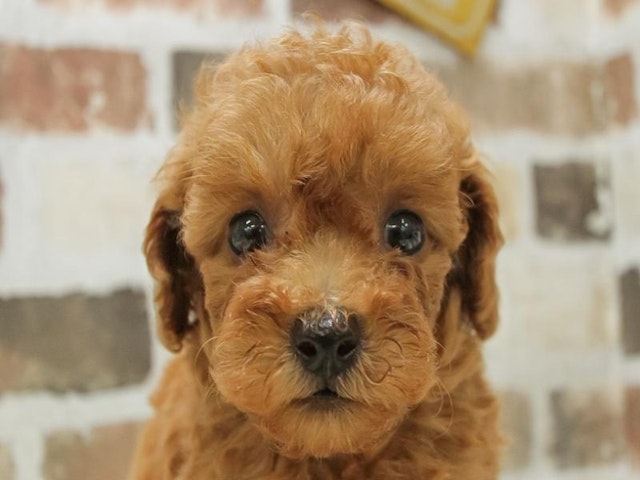 長野県のトイプードル(トイ) (ペッツワン塩尻店/2024年7月13日生まれ/女の子/レッド)の子犬